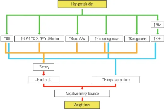 Figure 1. Schematic of the proposed high-protein diet-induced weight loss mechanism. ↑, increase; ↓, decrease; FFM, fat-free mass; DIT, diet-induced thermogenesis; 