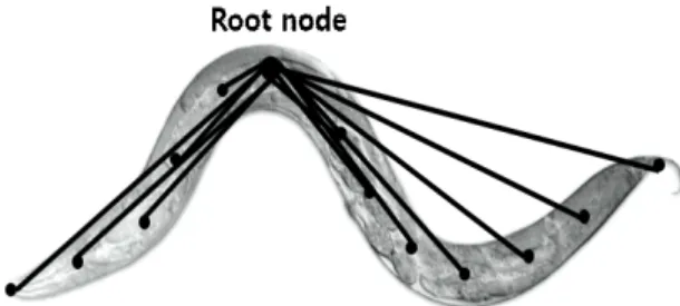 Fig.  2  A  UBN  composed  of  the  13  points  placed  at  equal  intervals  along  the  length  of  C