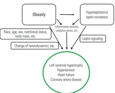 Figure 1. Overview of leptin as a key between obesity and cardiovascular disease. 