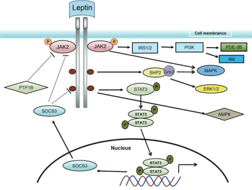 Figure 2. Signal transduction process of leptin. Leptin signaling relies on leptin receptor autophosphorylation, which triggers the JAK2, STAT3, IRS/PI3K, MAPK, ERK, and  AMPK pathways