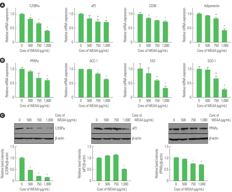 Figure 2. Water extract of Artemisia annua (WEAA) suppresses mRNA and protein expression of adipogenic and lipogenic factors