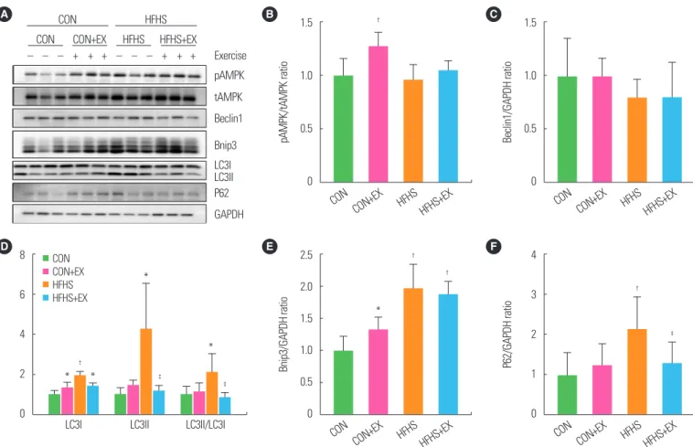 Figure 3. A bout of exhaustive exercise induced autophagy-related protein expression changes in soleus