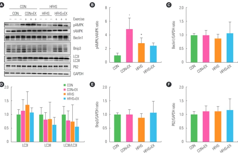 Figure 4. A bout of exhaustive exercise induced autophagy-related protein expression changes in gastrocnemius