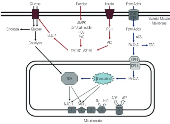 Fig. 2. Insulin signaling, fatty acid signaling, and exercise effects on glucose uptake in skeletal muscle