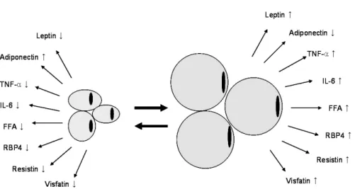Fig.  1.  The  changes  of  adipokines  in  obesity.