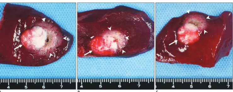 Fig. 2. Triphenyltetrazolium chloride stained specimens.  With triphenyltetrazolium chloride staining, viable tissue with intact 