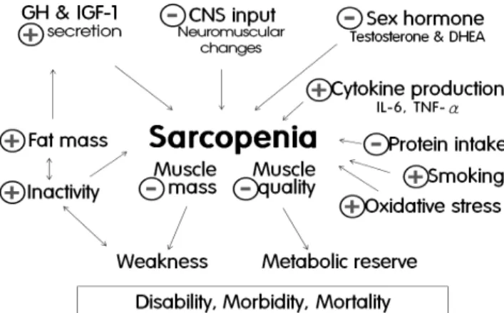Fig.  1.  Developmental  factors  of  sarcopenia  in  aging.