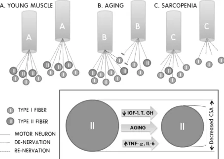 Fig.  2.  Neurons  lead  to  muscle  change  during  aging. 20) 