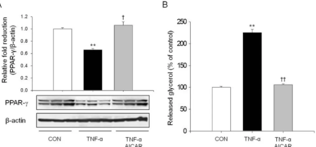 Fig.  5.  AMPK  stimulated  sFRP5  secretion  in  3T3-L1  adipocyte.  The  amount  of  sFRP5  in  medium  and  cell  lysate  was  measured  by  western  blot  (A)