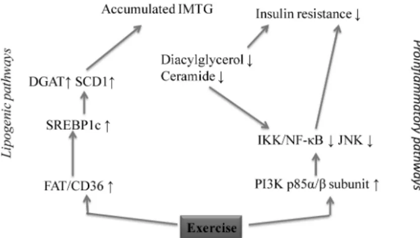 Fig.  3.  IMTG  regulation  after  exercise/diet  interventions. 27,29,31)   (NC;  not  change)