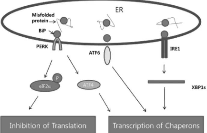 Fig.  1.  Three  canonical  branches  of  UPR.  ER  membrane-bound  proteins  PKR-like  eukaryotic  initiation  factor  2 α   kinase  (PERK),  inositol-requiring  enzyme-1  (IRE1),  and  activating  transcription  factor-6  (ATF6)  constitute  three  major