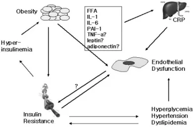 Fig.  1.  Mechanism  through  which  obesity,  insulin  resistance,  and  endothelial  dysfunction  are  closely  associated