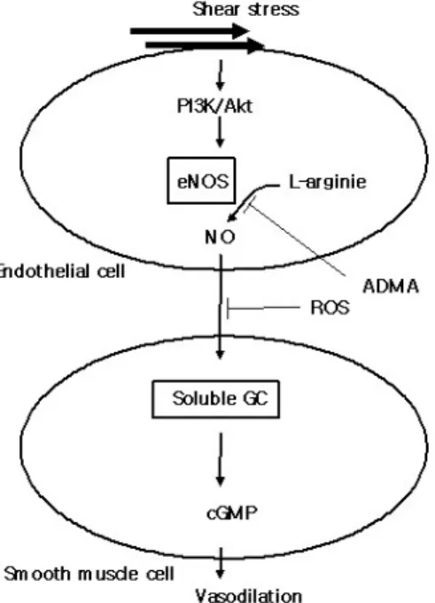 Fig.  2.  Putative  mechanism  of  impairment  of  endothelial  function  in  hypertension