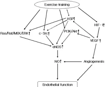 Fig.  3.  Putative  mechanisms  by  which  exercise  training  improves  endothelial  function  through  an  increase  in  NO  bioavailability:  an  increase  in  NO  production