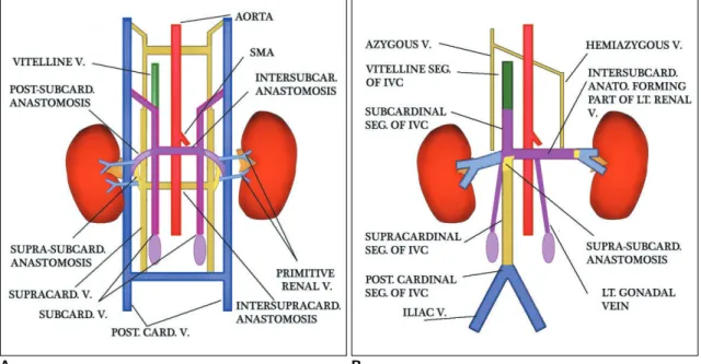 Fig. 4. Multiple equal sized renal arteries on right side in 57-year- 57-year-old male voluntary kidney donor