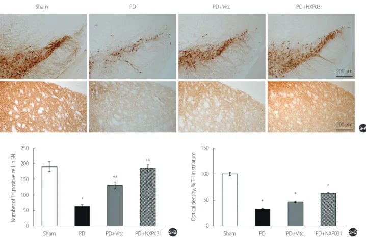 Figure 3. Effect of NXP031 on TH-immunoreactivity. Photomicrographs of TH immunostaining in the SN and striatum (A), the number of TH-posi- TH-posi-tive cell in SN (B), the optical density (%) in the striatum (C)