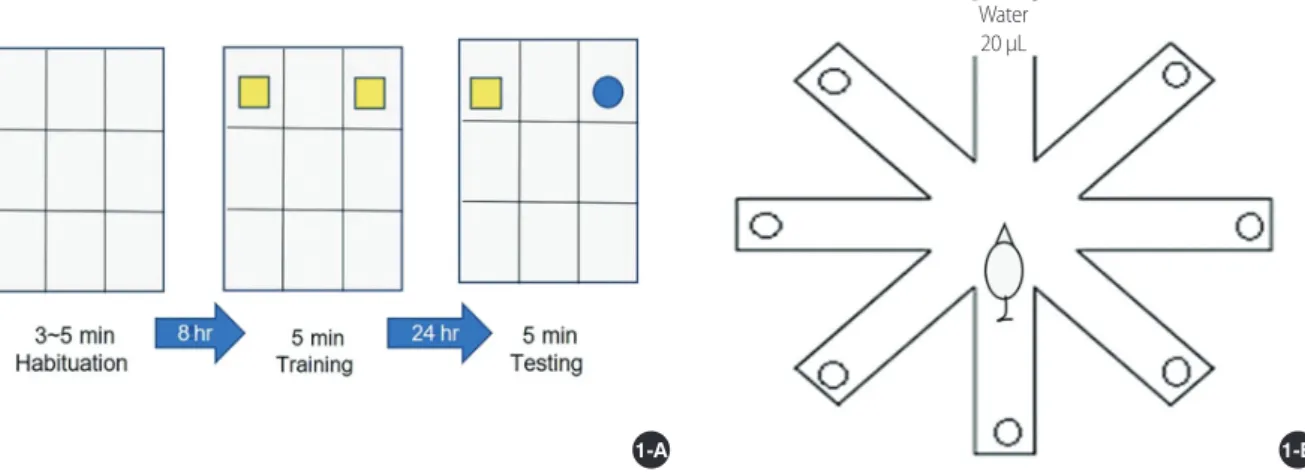 Figure 1. Setting up cognitive function test. The process of novel object recognition test (A), schematic represent of 8-arm radial maze test (B).