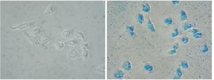 Fig. 1. Prussian blue staining of neural stem cells (objective magnification:  40).