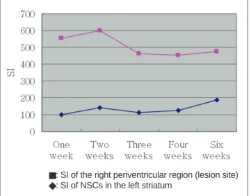 Fig. 7. Signal intensity ratio changes in MR images of right periventricular region and of left striatum.
