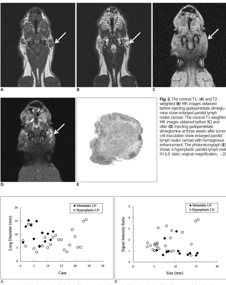 Fig. 3. A. Graph showing the size distribution of the metastatic and hyperplastic lymph nodes in rabbits