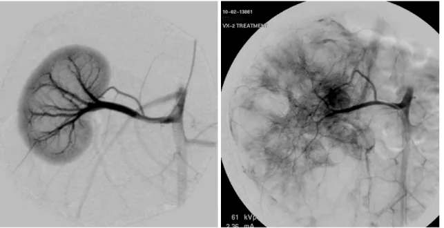 Fig. 2. “Sham treatment” (03L-306). 