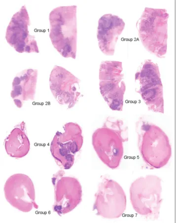 Fig. 5. A comparison of tumor retention and renal embolization between the control and treated groups