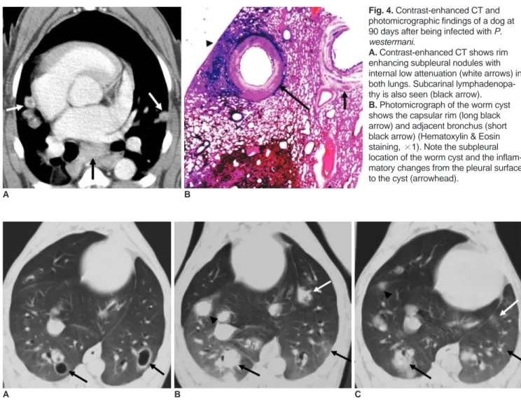 Fig. 5. Serial CT findings of nodules in a dog infected with P. westermani. 