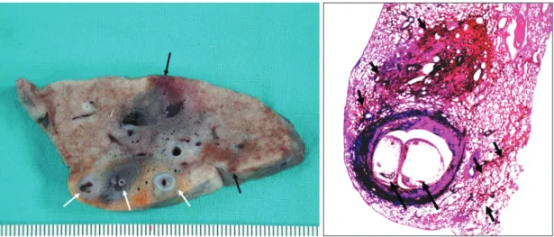 Fig. 7. The formalin-fixed lung harvested from a dog at 90 days. 
