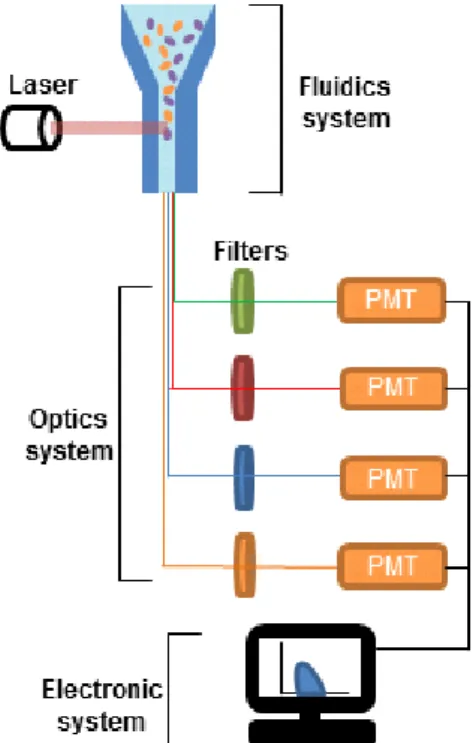 Fig.  2  Types  of  light  scattering  from  a  single  cell.