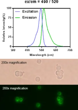Fig.  3  Calcein  AM  spectra  (top)  and  fluorescence  image  of  calcein  AM-stained  HeLa  cells  (bottom)
