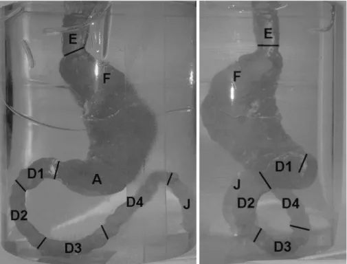 Fig. 2. Photograph of the silicone phantom model without stricture and filled with red ink.