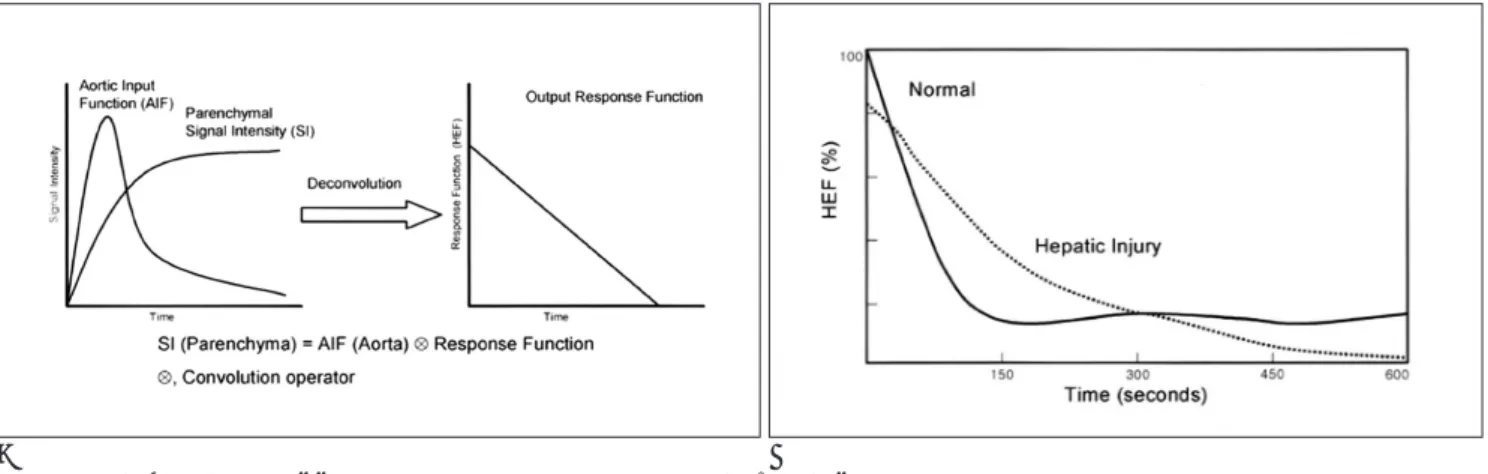Fig. 2. Deconvolution analysis and Gd-EOB-DTPA hepatic extraction fraction.
