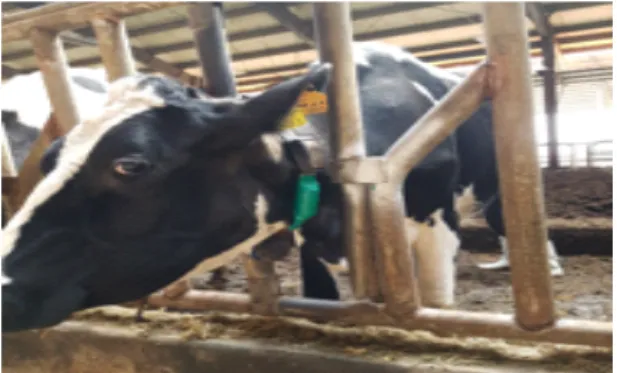 Fig.  1  Wearable  sensor  for  dairy  cow  by  SCR.