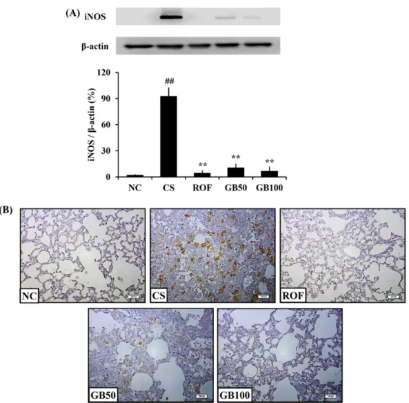 Figure 4. GB suppressed iNOS expression in the lung tissue from CS- and LPS-exposed mice