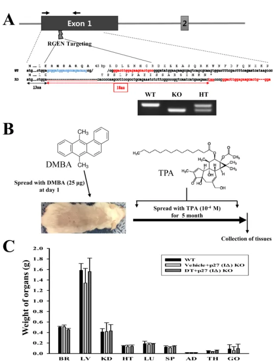 Figure 1. Scheme for deletion of the p27 gene, strategy for DT treatment, and evaluation of organ weights of DT-treated p27 (IΔ) KO mice