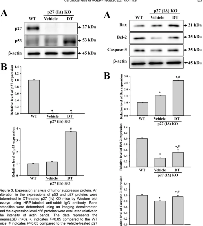 Figure 4. Expression analysis of apoptotic proteins. Alterations in the expressions of Bax, Bcl-2 and Caspase-3 proteins were determined in DT-treated p27 (IΔ) KO mice by Western blot assays using HRP-labeled anti-rabbit IgG antibody