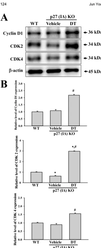 Figure 5. Expression analysis of cell-cycle regulator proteins.