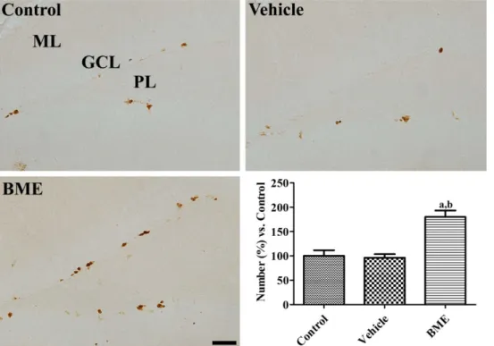 Figure 2. Ki67 immunohistochemistry in the dentate gyrus of control, vehicle-treated, and Bacopa monnieri extract (BME)-treated mice