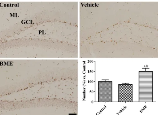 Figure 4. Immunohistochemistry for phosphorylated cAMP response element-binding protein (pCREB) in the dentate gyrus of control, vehicle-treated, and Bacopa monnieri extract (BME)-treated mice