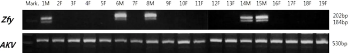 Figure 1. Distribution of Zfy  and AKV-type MuLV genes in Korean wild mice. Bands of 202 and 184 bp and 530 bp indicate distribution of Zfy and AKV-type MuLV genes, respectively