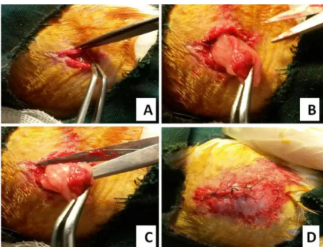 Figure 1. Steps in ovariectomy. The images show the incision (A), exposing ovary (B), Removing ovary and suturing abdominal end of ovarian tube (C), Suturing abdominal wall and skin incision (D).