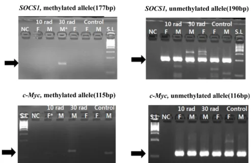Figure 1. Expressions of SOCS1 and c-Myc were detected by MSP. SOCS1 showed methylation from 30 rad (the second experimental group) and c-Myc showed methylation from 10 rad group