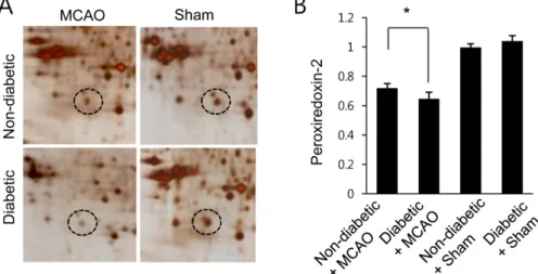 Figure 1. Proteomic analysis of peroxiredoxin 2 in the cerebral cortex of non-diabetic+sham, diabetic+sham, non-diabetic+ middle cerebral artery occlusion (MCAO), and diabetic+MCAO animals