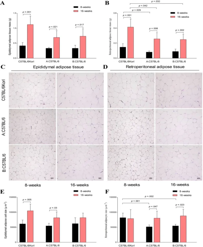 Figure 2. Comparative analysis of adipose tissue mass and adipocyte size among three C57BL/6 subgroups