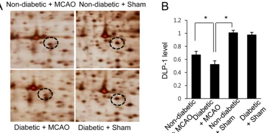 Figure 1. Two-dimensional SDS-PAGE analysis of dynamin-like protein 1 (DLP-1) in the cerebral cortex of non-diabetic+sham animals, diabetic+sham animals, non-diabetic+middle cerebral artery occlusion (MCAO) animals, and diabetic+MCAO animals.