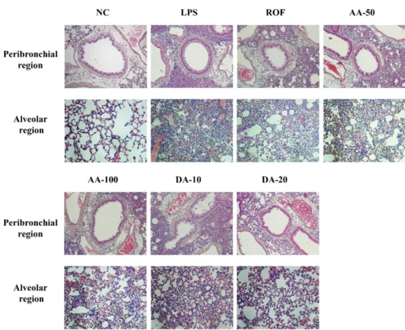 Figure 4. AA and DA attenuated inflammatory cell infiltration. NC, non-treated mice; LPS, LPS-induced mice; ROF, roflumilast 10 mg/kg per day and LPS-induced mice; AA-50, A