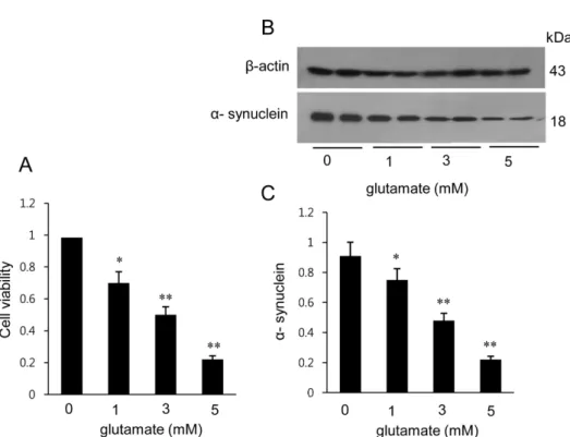 Figure 3. Cell viability (A) and Western blot analysis of α-synuclein in HT22 cells (B)