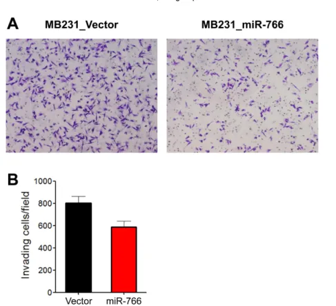Figure 3. Reduced tumor cell invasion in miR-766-overexpressed breast cancer cells. A two-dimensional (2D) Matrigel invasion assay was performed