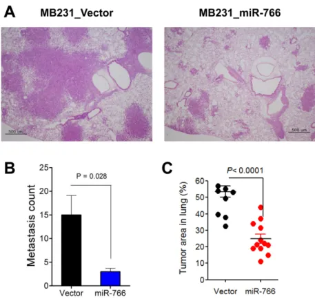 Figure 4. Reduced lung metastasis in miR-766-overexpressed breast cancer cells. Control and miR-766 overexpressed MDA-MB- MDA-MB-231 triple-negative breast cancer cells (2x10 5  cells/each mouse) (MB231_Vector and MB231_miR-766, respectively) were intraven
