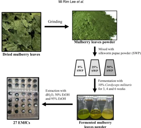 Figure 1. Schematic procedure of EMfCs preparation. After preparation of mulberry leaves powder and silkworm pupae powder, 27 EMfCs were extracted from the fermented mulberry leaves powder using dH 2 O, 50% EtOH and 90% EtOH as described in the Materials a